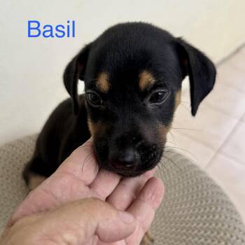 Basil -  Miniature Pinscher and Chihuahua Dog for Adoption in Bardonia, New York - Basil | PetCurious