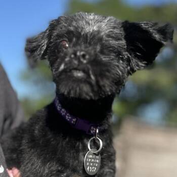 Shih Tzu Dogs Available for Adoption in Houston, Texas - Agatha Rose | PetCurious