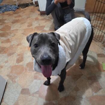 Rey -  Mixed Breed Dog for Adoption in Bristol, Indiana - Rey | PetCurious