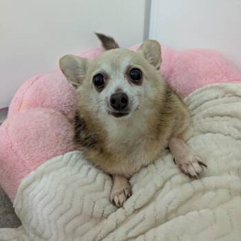 Hazel -  Chihuahua Dog for Adoption in Fulton, Texas - Hazel | PetCurious