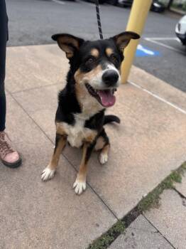 Cadburry -  Australian Shepherd Dog for Adoption in Little Rock, Arkansas - Cadburry | PetCurious