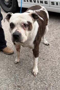 Mixed Breed Dogs Available for Adoption in Dallas, Texas - BEAR | PetCurious