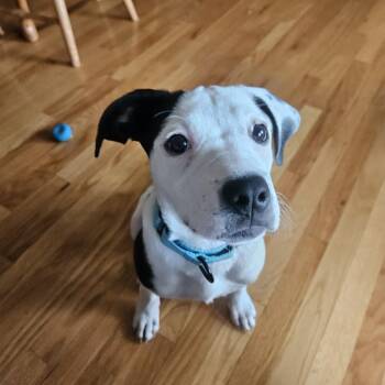 Pit Bull Terrier Dogs Available for Adoption in Harrisonburg, Virginia - May | PetCurious
