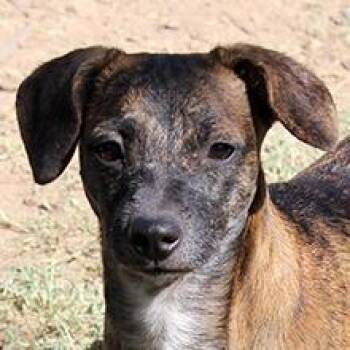 Olivia -  Dachshund Dog for Adoption in Phoenix, Arizona - Olivia | PetCurious