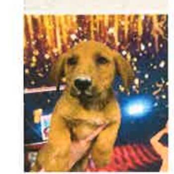 Labrador Retriever and Basset Hound Dogs Available for Adoption - FWT Sky (Luka) | PetCurious