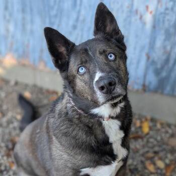 Marley -  Mixed Breed Dog for Adoption in West Olive, Michigan - Marley | PetCurious
