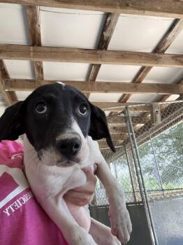 Margo -  Hound Dog for Adoption in Linton, Indiana - Margo | PetCurious