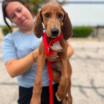 Artichoke -  Hound and Mixed Breed Dog for Adoption in Campton Hills, Illinois - Artichoke | PetCurious