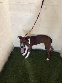 Rescue American Bulldog and Mixed Breed Dogs for Adoption in Winter Haven, Florida - A1246458 | PetCurious