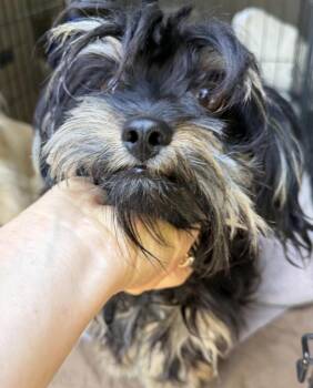 Chewy -  Yorkie Poo Dog for Adoption in Larkfield-wikiup, California - Chewy | PetCurious