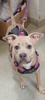Mixed Breed Dogs Available for Adoption in Cincinnati, Ohio - Chloe | PetCurious