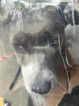 HARPER -  Mixed Breed Dog for Adoption in Dallas, Texas - HARPER | PetCurious