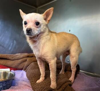 LUNA -  Chihuahua and Pomeranian Dog for Adoption in Camarillo, California - LUNA | PetCurious
