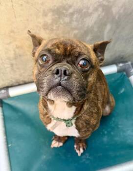 Boston Terrier and French Bulldog Dogs Available for Adoption - Joey | PetCurious