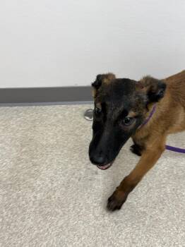 Belgian Shepherd Malinois Dogs Available for Adoption in Imlay City, Michigan - Irina Formerly Trooper - Located In Florida | PetCurious