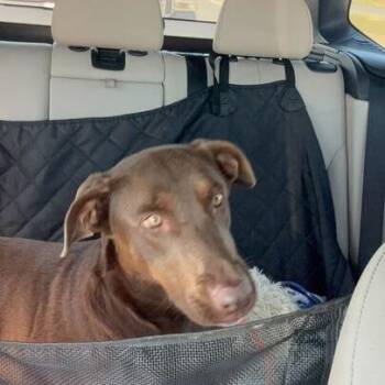 Doberman Pinscher and Chocolate Labrador Retriever Dogs Available for Adoption in Turlock, California - Mocha | PetCurious