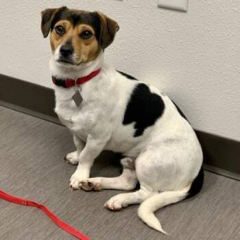 Terrier and Mixed Breed Dogs Available for Adoption - Guy | PetCurious