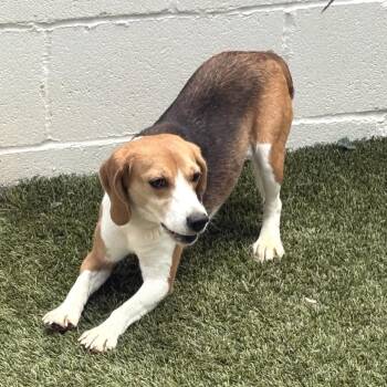 Dust Bunny 8068/1327 -  Beagle Dog for Adoption in Loxahatchee Groves, Florida - Dust Bunny 8068/1327 | PetCurious