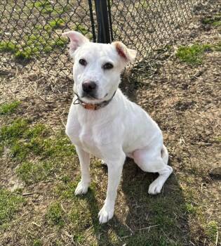 Blanca -  Cattle Dog Dog for Adoption in Evansville, Indiana - Blanca | PetCurious