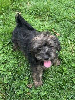 Schnauzer and Poodle Dogs Available for Adoption - Echo | PetCurious