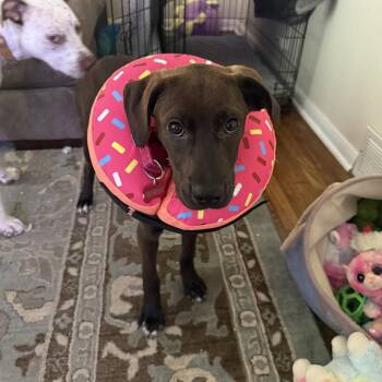 Hershey -  Great Dane and Mixed Breed Dog for Adoption in Avon, Ohio - Hershey | PetCurious