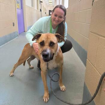 Sandman -  American Staffordshire Terrier Dog for Adoption in Pittsburgh, Pennsylvania - Sandman | PetCurious