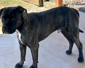 COLEMAN -  Staffordshire Bull Terrier Dog for Adoption in Grovetown, Georgia - COLEMAN | PetCurious