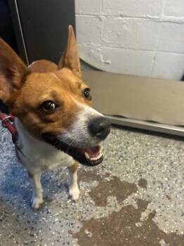 Swiper -  Terrier Dog for Adoption in Mobile, Alabama - Swiper | PetCurious