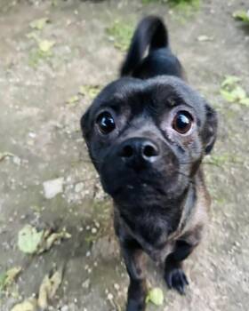 Pug and Chihuahua Dogs Available for Adoption - Mercury | PetCurious