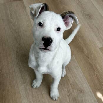 Mixed Breed Dogs Available for Adoption in Las Vegas, Nevada - Koopa | PetCurious