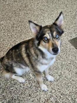 Coco -  Australian Shepherd and Mixed Breed Dog for Adoption in Westland, Michigan - Coco | PetCurious