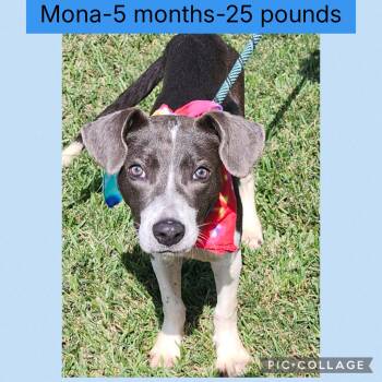 Rescue Terrier Dogs for Adoption in New Iberia, Louisiana - Mona | PetCurious