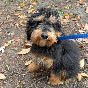 Rescue Poodle Dogs for Adoption in West Chester, Pennsylvania - Clint Eastwood | PetCurious