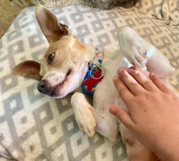 Mama Peaches -  Chihuahua Dog for Adoption in Grafton, Wisconsin - Mama Peaches | PetCurious
