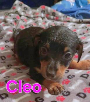 Chihuahua Dogs Available for Adoption in Dallas, Texas - Cleo | PetCurious
