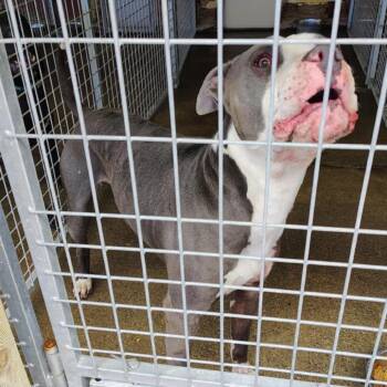 Mixed Breed Dogs Available for Adoption in Huntington, West Virginia - Chico | PetCurious