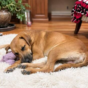 Tristan -  Black Mouth Cur and Labrador Retriever Dog for Adoption in Glendale, Arizona - Tristan | PetCurious