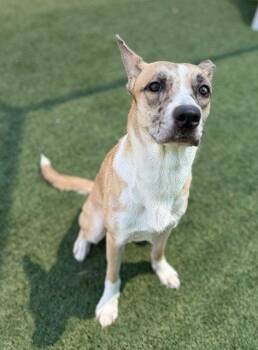 Artemis -  Terrier Dog for Adoption in Bloomfield, Connecticut - Artemis | PetCurious