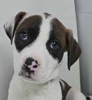 Pit Bull Terrier and Terrier Dogs Available for Adoption - Eros *foster Needed* | PetCurious