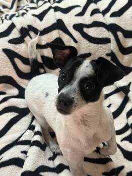 Marianne -  Chihuahua and Jack Russell Terrier Dog for Adoption in Laguna Beach, California - Marianne | PetCurious