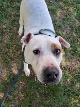 Rescue American Bulldog Dogs for Adoption in Williston, Vermont - Dali | PetCurious