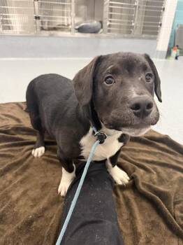 KONG -  Boxer and Basset Hound Dog for Adoption in Indianapolis, Indiana - KONG | PetCurious