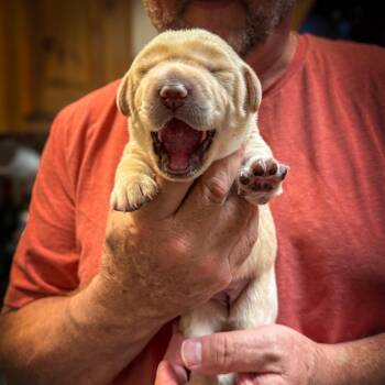 Baby Girl 3 -  Labrador Retriever Dog for Adoption in Huntsville, Alabama - Baby Girl 3 | PetCurious