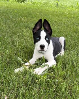 Mia -  Mixed Breed and Husky Dog for Adoption in Canal Winchester, Ohio - Mia | PetCurious