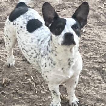 Boston Terrier Dogs Available for Adoption - Chickie | PetCurious