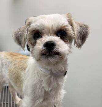 Shih Tzu Dogs Available for Adoption in Cypress, California - Kendrick | PetCurious