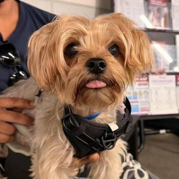 Bud (Buddy) -  Yorkshire Terrier Dog for Adoption in Tampa, Florida - Bud (Buddy) | PetCurious