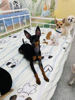 Rescue Miniature Pinscher Dogs for Adoption in Lake Forest, California - Molly | PetCurious