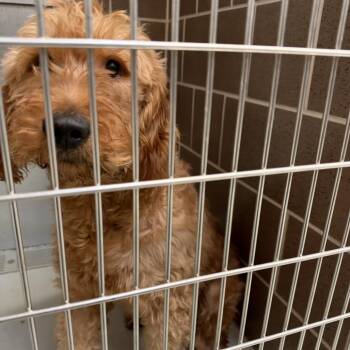Chase -  Standard Poodle Dog for Adoption in Northbrook, Illinois - Chase | PetCurious