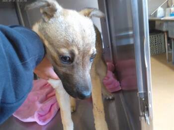 German Shepherd Dog and Mixed Breed Dogs Available for Adoption in Chula Vista, California - A271616 | PetCurious